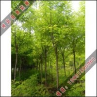 香花槐的未來發(fā)展前景