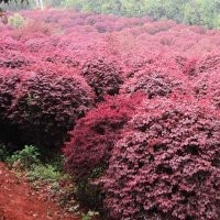 供應苗木價格，金葉女貞，紅葉石楠，梔子花價格