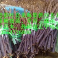 供北美海棠根接苗、北美海棠成苗、北美海棠芽苗、北美海棠砧木苗