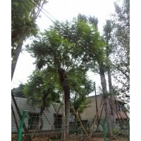 瀘州蘭花楹，成都蘭花楹，蘭花楹景觀樹(shù)