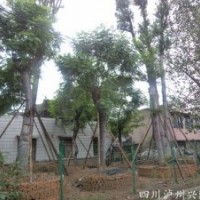 成都蘭花楹，蘭花楹大樹(shù)，蘭花楹圖片，重慶蘭花楹