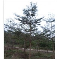 細(xì)葉攬仁