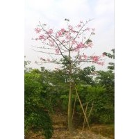 櫻花 木棉