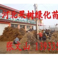5-10公分銀中楊，河北銀中楊，秦皇島銀中楊，量大優(yōu)惠