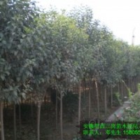 安徽大葉女貞|肥西大葉女貞|大葉女貞價(jià)格|大葉女貞小苗