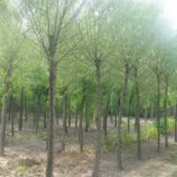 饅頭柳價(jià)格