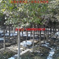供應(yīng)安徽肥西大葉女貞、香樟、烏桕、三角楓、紫葉李、樸樹