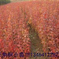 桃葉衛(wèi)矛 紫丁香 金葉榆 三角楓 五角楓