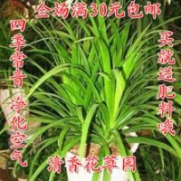 我苗圃大量供應(yīng)；龍柏，紅王紫錦帶，紅葉小檗