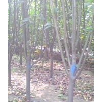 專營(yíng)西府海棠 3公分西府海棠 4公分西府海棠