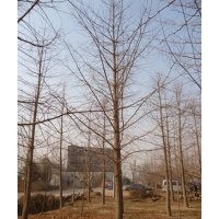 2013年最新銀杏樹價格(山東天泰銀杏園林)