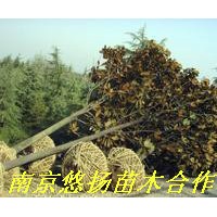 廣玉蘭，廣玉蘭價(jià)格，南京廣玉蘭基地直接批發(fā)