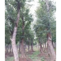 供應(yīng)湖北全冠三角楓 移栽三角楓 骨架三角楓