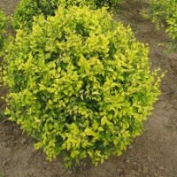 【精品推薦】供應(yīng)地接、高接金葉榆，粗度0.8-10cm，嫁接高度8-12