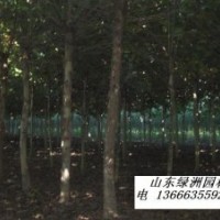 速生楊