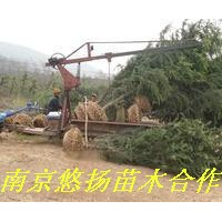南京雪松批發(fā)，南京雪松價(jià)格，南京雪松基地，南京雪松苗圃