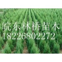 滁州蜀儈