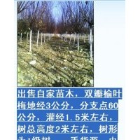 刺柏，萱草，景天