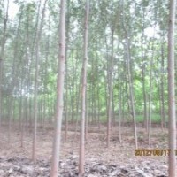 供應(yīng)毛白楊、速生法桐小苗、白臘半成品等優(yōu)質(zhì)綠化苗和小苗