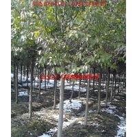 肥西苗木-大葉女貞、紅葉李、香樟、桂花、黃連木