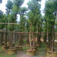 福建香樟供應(yīng)商，全冠香樟的價(jià)格，移植香樟基地
