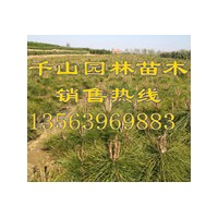 供應(yīng)油松苗價(jià)格，油松小苗價(jià)格，油松樹苗價(jià)格