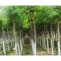 長期大量供應白蠟小苗、合歡