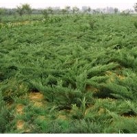 供應(yīng)爬地柏、蜀檜、刺柏、沙地柏,膠東衛(wèi)矛、連翹.