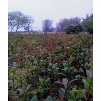 出售40-60公分高優(yōu)質(zhì)金球桂小苗