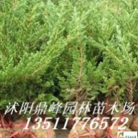 供應(yīng)木槿,紅瑞木,櫻花,地柏,龍柏,紅葉小檗,金葉女貞