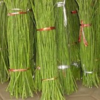 供應(yīng)速生國槐小苗