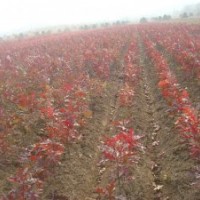 綠化彩葉樹供應(yīng)皇家紅櫟,美國(guó)紅楓,金葉皂角