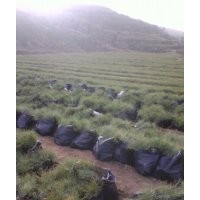 油松1-4米，另有兩年容器袋苗。