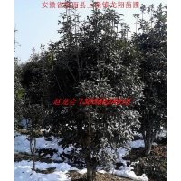 供應(yīng)金桂、海桐球、香樟樹、冬青、紫薇、紫葉李