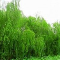 供應(yīng)：國槐、欒樹、合歡、青桐、白臘、大葉女貞、垂柳