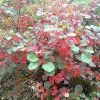 長期低價供應(yīng)河南1-30公分黃櫨、叢生黃櫨
