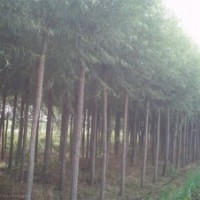 長(zhǎng)期供應(yīng)綠化苗木 速生柳 垂柳 黃柳 國(guó)槐