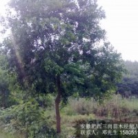 供應(yīng)烏桕樹，安徽烏桕，肥西烏桕，烏桕價格