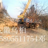2-3-4-5-6-8-9-10公分烏桕價(jià)格，全冠烏桕，光桿烏桕價(jià)格