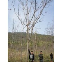 供應(yīng)12-17公分各種規(guī)格香樟，欒樹(shù)，廣玉蘭
