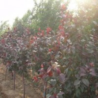 蜀檜、白蠟、金葉白蠟、北美海棠、紅寶石海棠