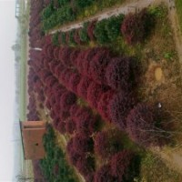 杜鵑、紅葉石楠、桂花、紅花桎木、香樟等等