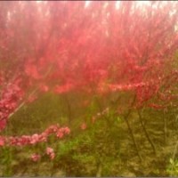 大量出售滿天紅 金絲垂柳,河南檜柏