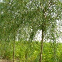 出售綠化苗木：速生柳，火炬，金絲柳，垂柳，旱柳，金葉榆