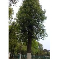 湖南香樟|益陽(yáng)香樟|骨架香樟