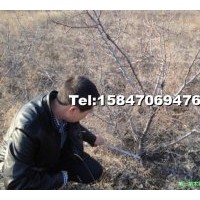 現(xiàn)有地徑3-8公分的山杏，10000棵