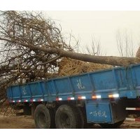 元寶苗木基地出售8公分裸根截干國槐苗,速生國槐,國槐基地