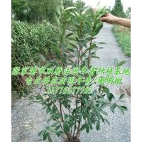 供應(yīng)法青/早禾樹(shù)、日本珊瑚樹(shù),法冬青樹(shù)綠籬苗木