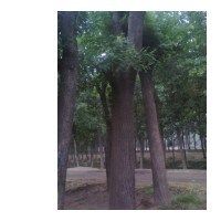 大量出售速生國(guó)槐 合歡 白蠟 價(jià)格優(yōu)惠