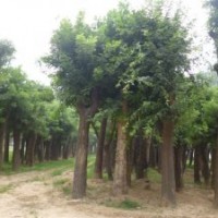 供應(yīng)50-70公分國槐
